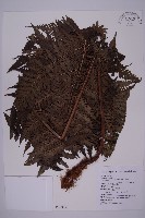 肋毛蕨藏品圖，第1張