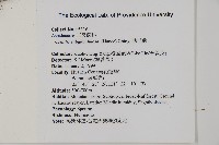 肋毛蕨藏品圖，第2張