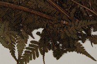 肋毛蕨藏品圖，第3張