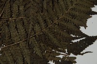 肋毛蕨藏品圖，第4張