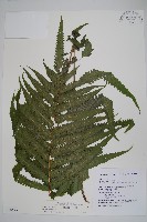 梳毛蕨藏品圖，第1張