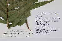 梳毛蕨藏品圖，第2張