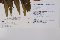 菜蕨藏品圖，第2張