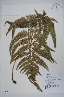 南海鱗毛蕨藏品圖，第1張