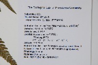 南海鱗毛蕨藏品圖，第2張