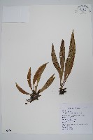 臺灣車前蕨藏品圖，第1張