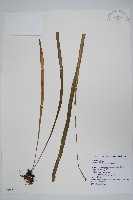 垂葉書帶蕨藏品圖，第1張