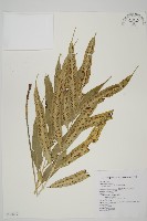 南海鐵角蕨藏品圖，第1張