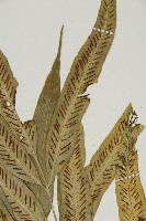 南海鐵角蕨藏品圖，第3張