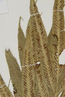 南海鐵角蕨藏品圖，第4張