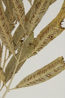 南海鐵角蕨藏品圖，第5張