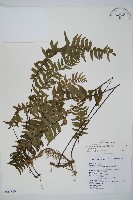 單邊鐵角蕨藏品圖，第1張