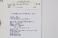 單邊鐵角蕨藏品圖，第2張