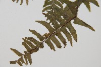 單邊鐵角蕨藏品圖，第3張