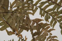 單邊鐵角蕨藏品圖，第4張