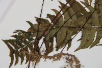 單邊鐵角蕨藏品圖，第5張