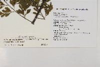 大黑柄鐵角蕨、黃鱗鐵角蕨、大羽鐵角蕨藏品圖，第2張