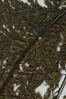 大黑柄鐵角蕨、黃鱗鐵角蕨、大羽鐵角蕨藏品圖，第4張