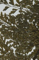 大黑柄鐵角蕨、黃鱗鐵角蕨、大羽鐵角蕨藏品圖，第5張