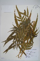 臺灣鳳尾蕨藏品圖，第1張