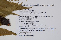 史氏鱗毛蕨藏品圖，第2張