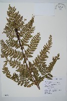 臺灣鱗毛蕨藏品圖，第1張