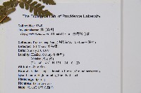 臺灣鱗毛蕨藏品圖，第2張