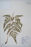 小葉複葉耳蕨藏品圖，第1張