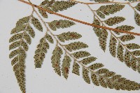 小葉複葉耳蕨藏品圖，第5張
