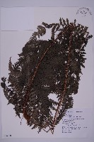 肋毛蕨藏品圖，第1張