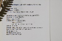 肋毛蕨藏品圖，第2張