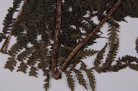 肋毛蕨藏品圖，第3張