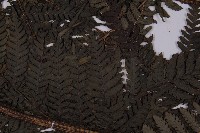 肋毛蕨藏品圖，第5張