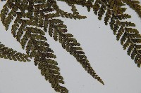 亞粗毛鱗蓋蕨藏品圖，第4張