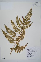 長葉鱗毛蕨藏品圖，第1張