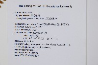 長葉鱗毛蕨藏品圖，第2張