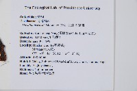 海州骨碎補藏品圖，第2張