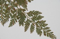 海州骨碎補藏品圖，第3張