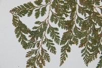 海州骨碎補藏品圖，第4張