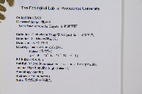 團羽鱗蓋蕨藏品圖，第2張