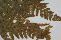 團羽鱗蓋蕨藏品圖，第3張