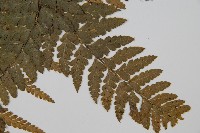 團羽鱗蓋蕨藏品圖，第4張