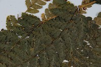 團羽鱗蓋蕨藏品圖，第5張