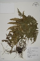 愛德氏肋毛蕨藏品圖，第1張