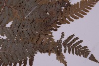 愛德氏肋毛蕨藏品圖，第4張