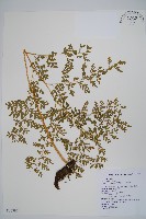 大膜蓋蕨藏品圖，第1張