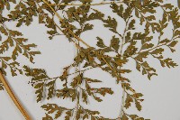 大膜蓋蕨藏品圖，第3張