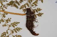 大膜蓋蕨藏品圖，第4張