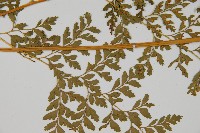 大膜蓋蕨藏品圖，第5張