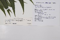 毛柄短腸蕨藏品圖，第2張